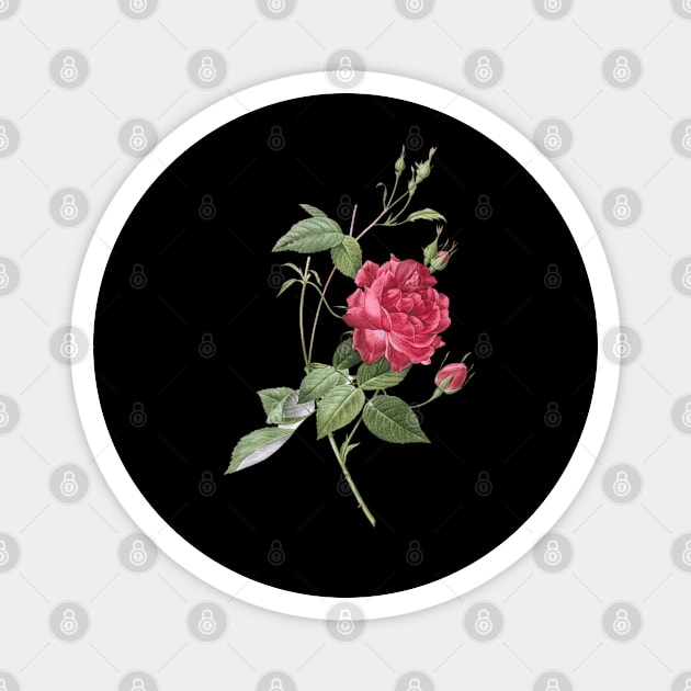 Blood-Red Bengal Rose Magnet by Storing